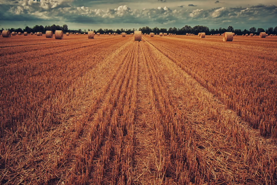 Bale Of Hay Farm