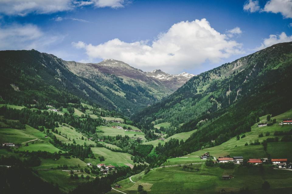 Rural Trees