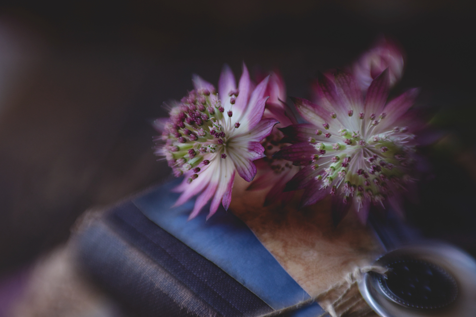 Flowers Floral