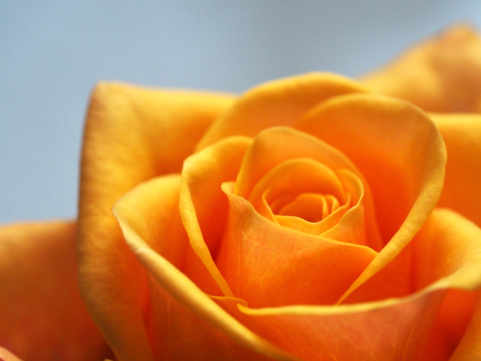Yellow Rose