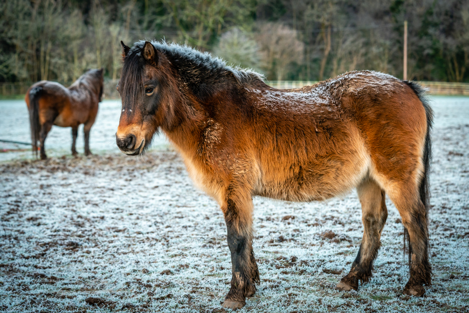 Horse Farm