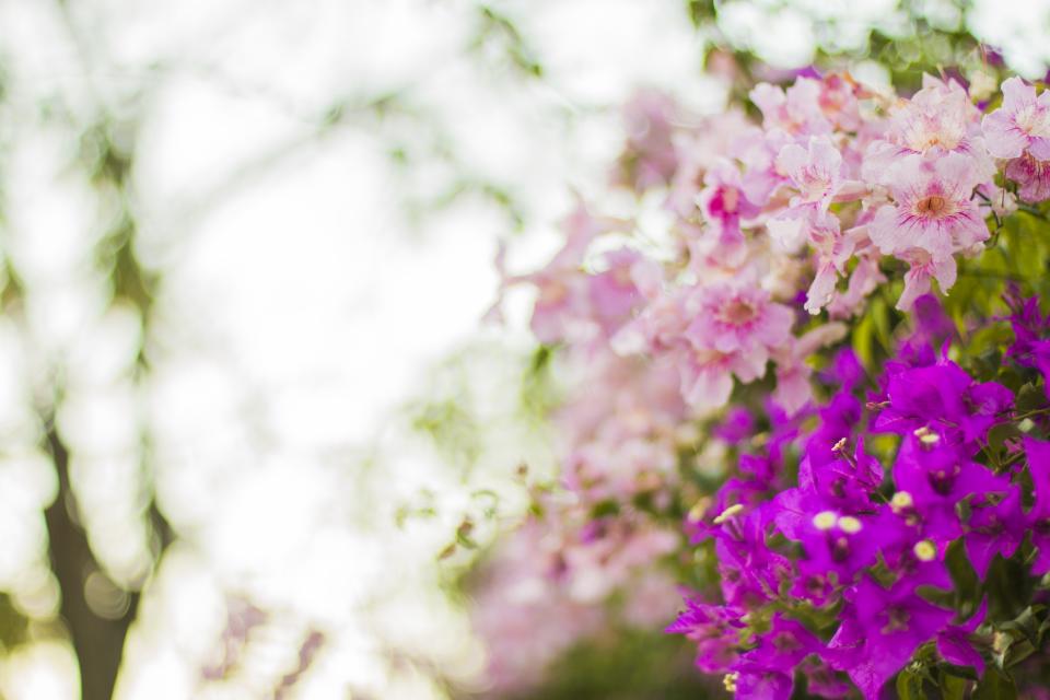 Flower Bloom