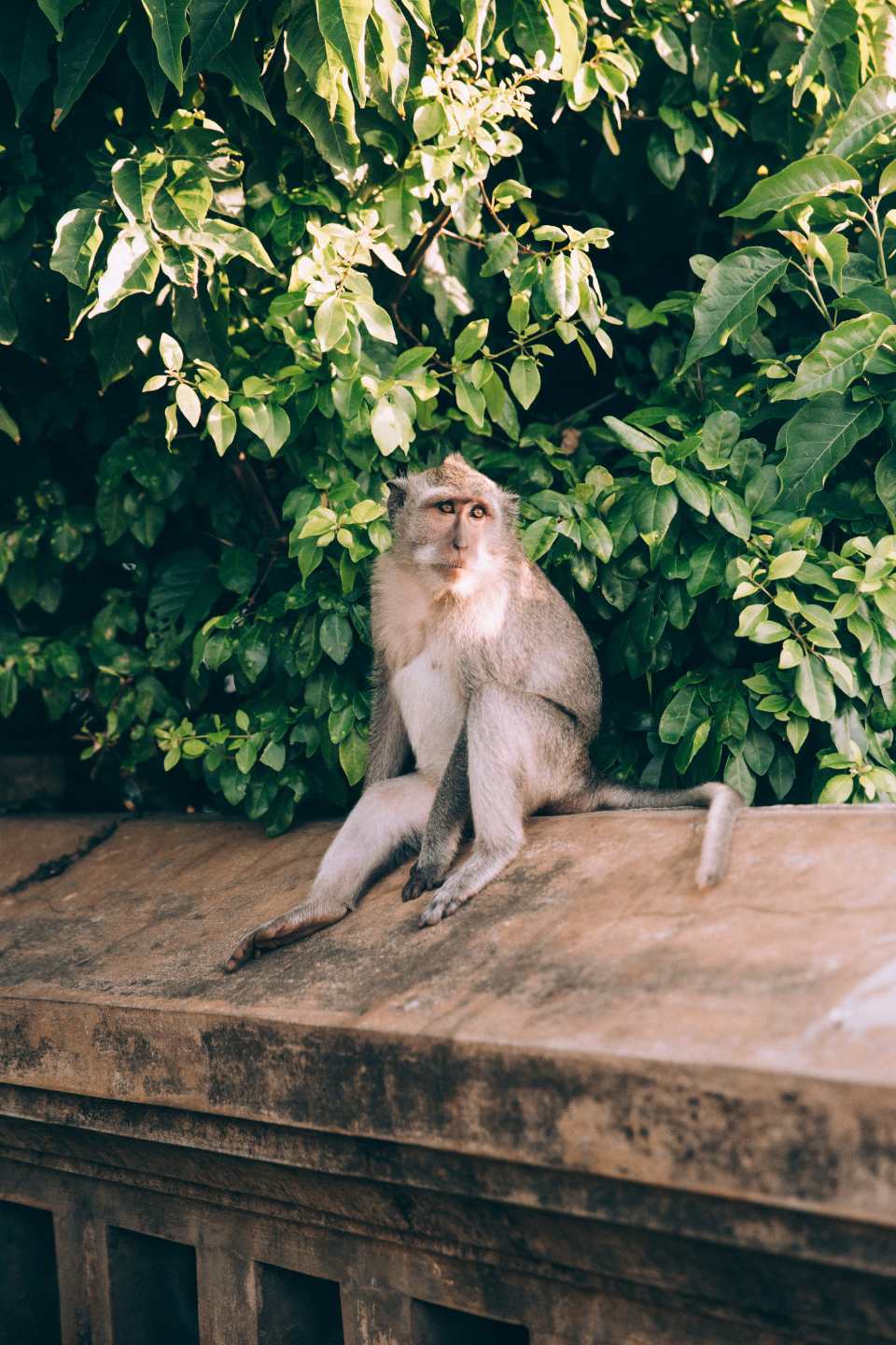 Monkey Wall