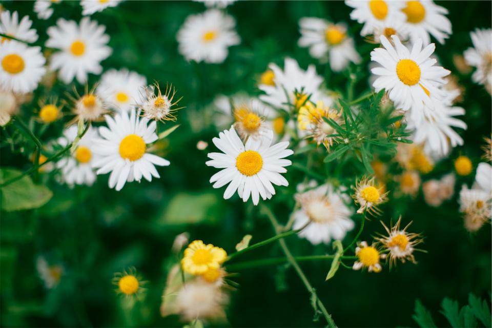 Daisies Daisy