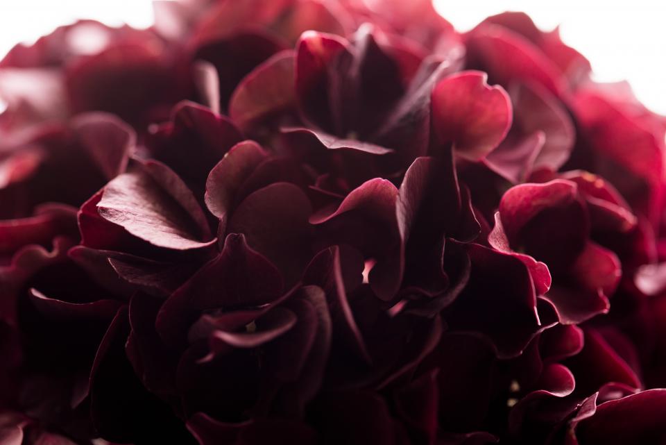 Red Petal