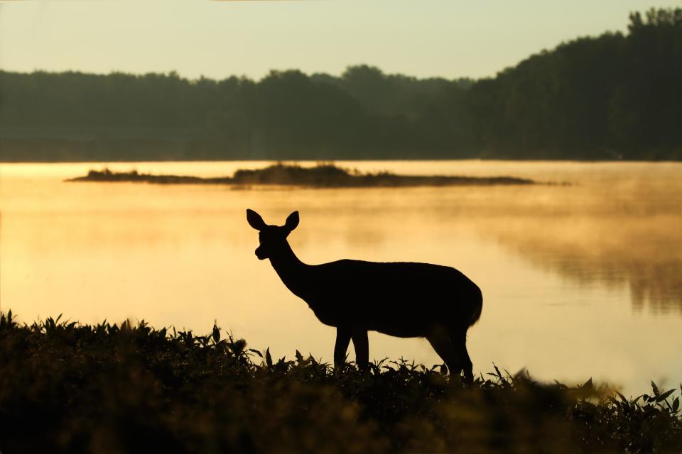 Deer Silhouette