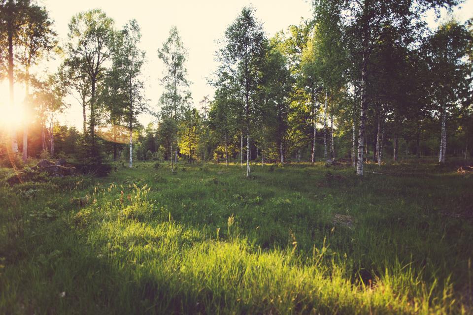 Sun Rays Grass