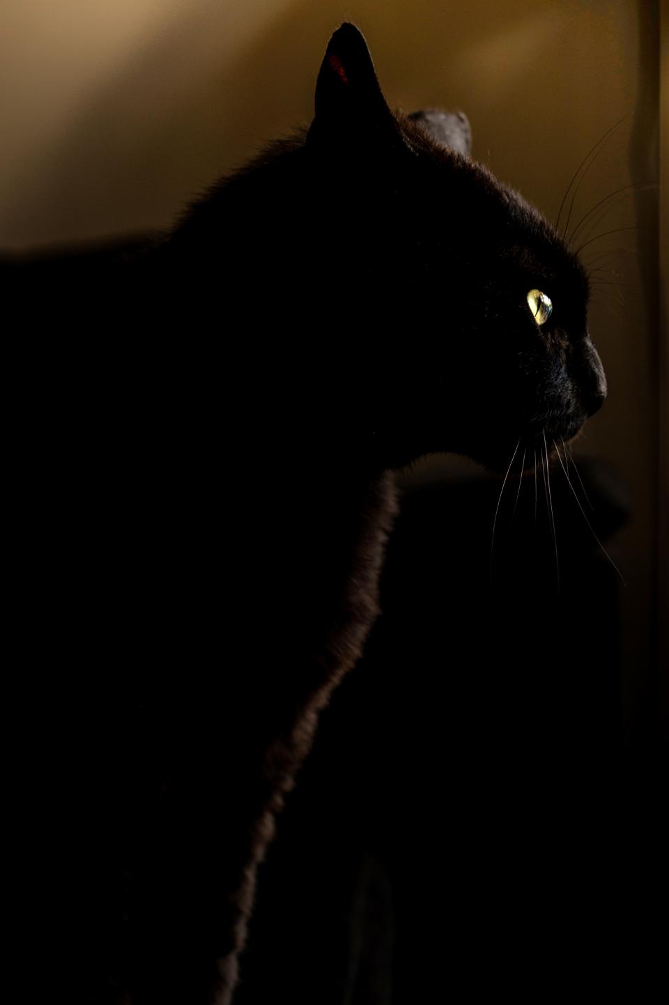 Panther Cat