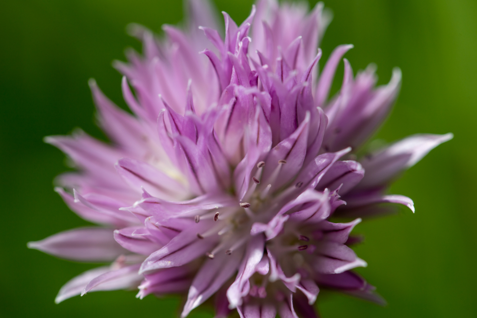 Flower Nature