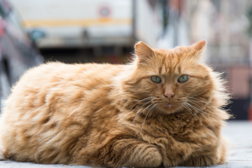 Cat Gatto