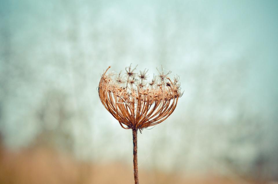 Dandelion Flower