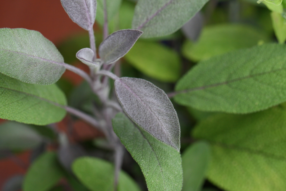 Sage Leaves
