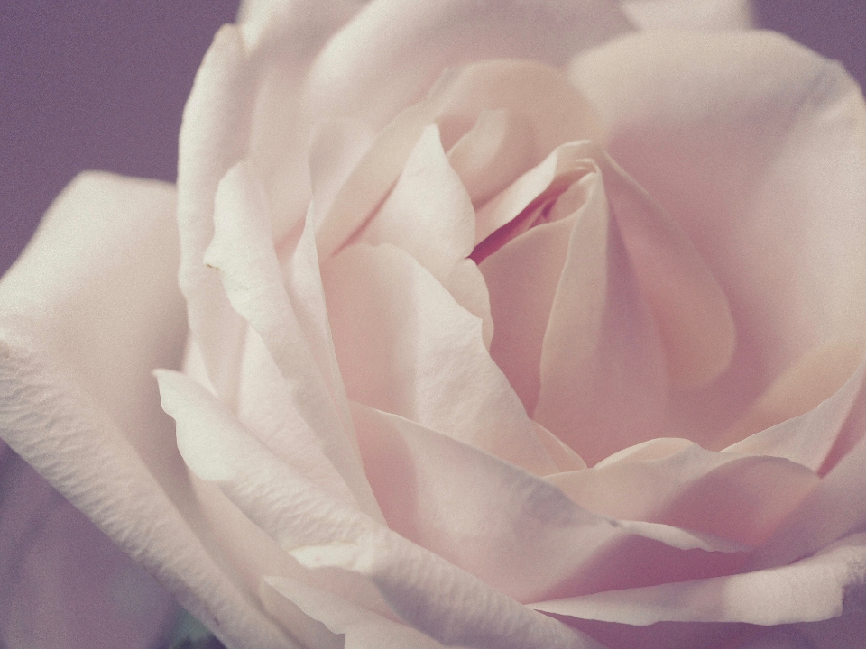 White Rose