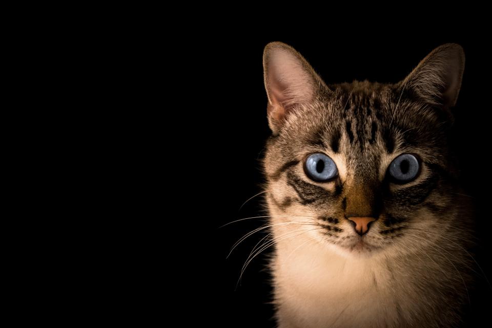 Cat Animal