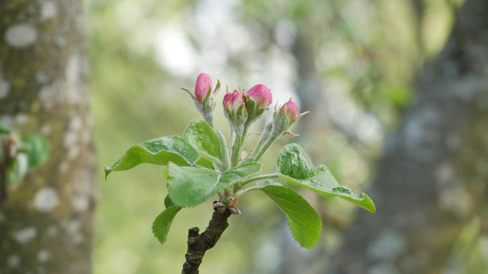Flower Bud