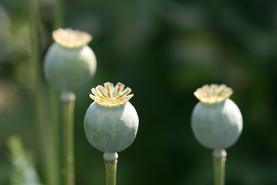 Poppy Garden