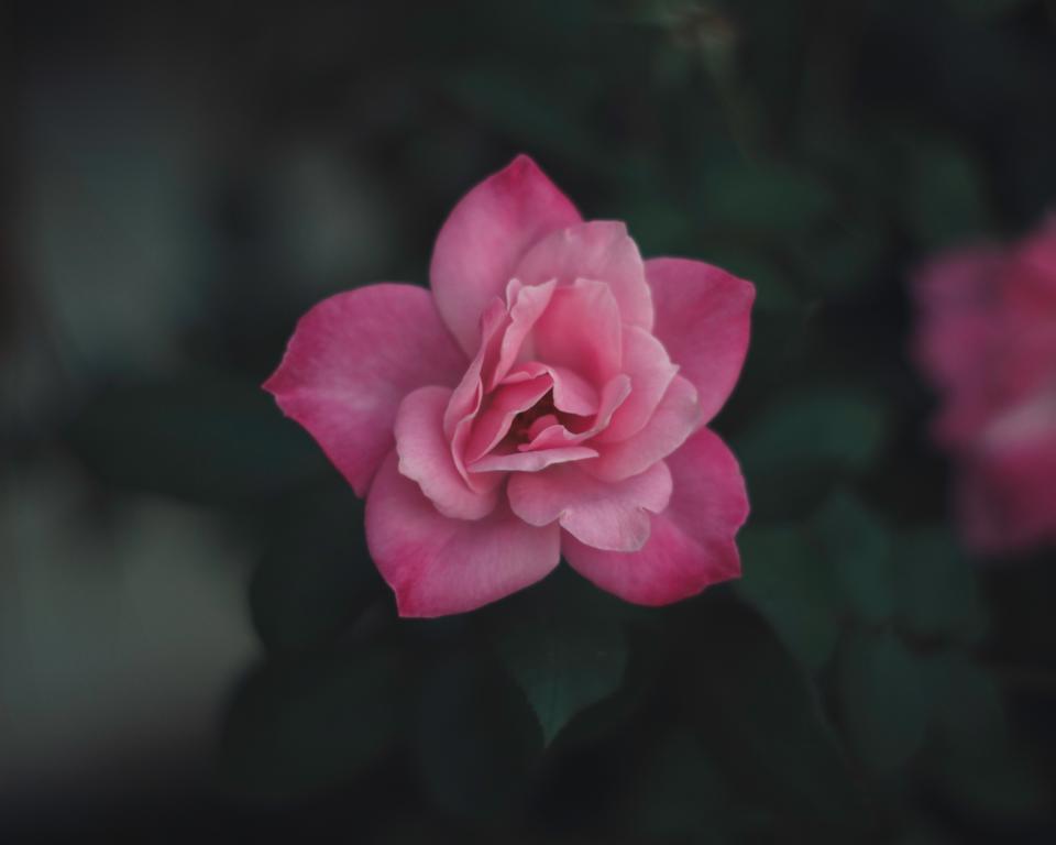 Pink Flower