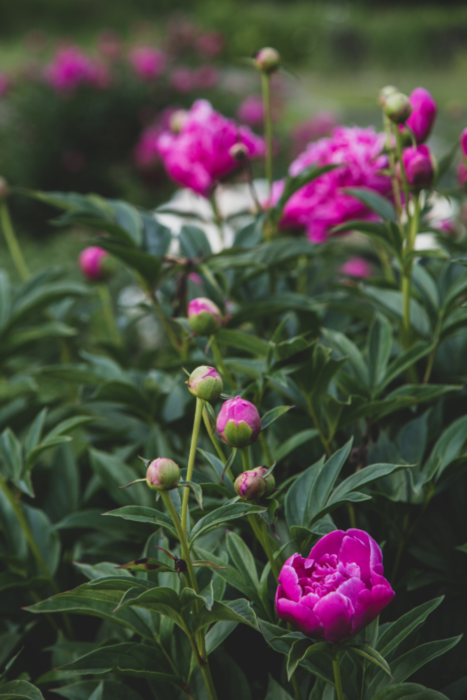 Blossoms Garden