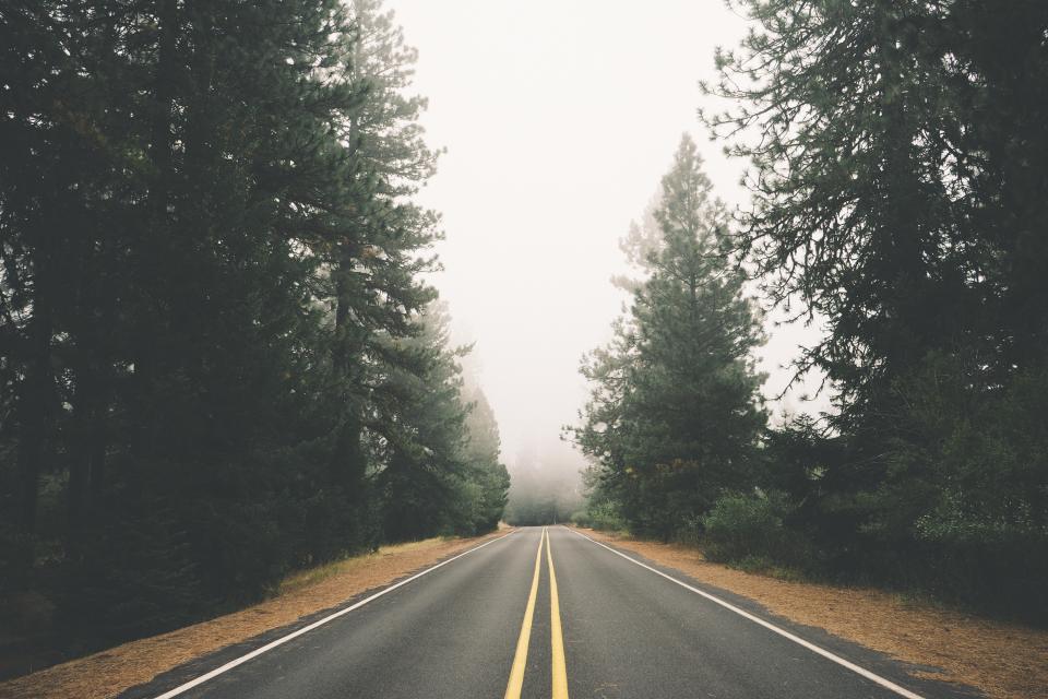 Road Trees