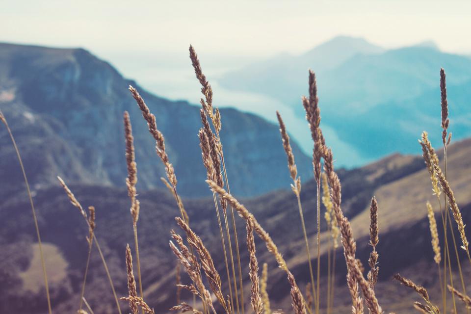 Wild Plants