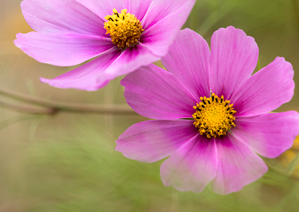 Flower Blossom