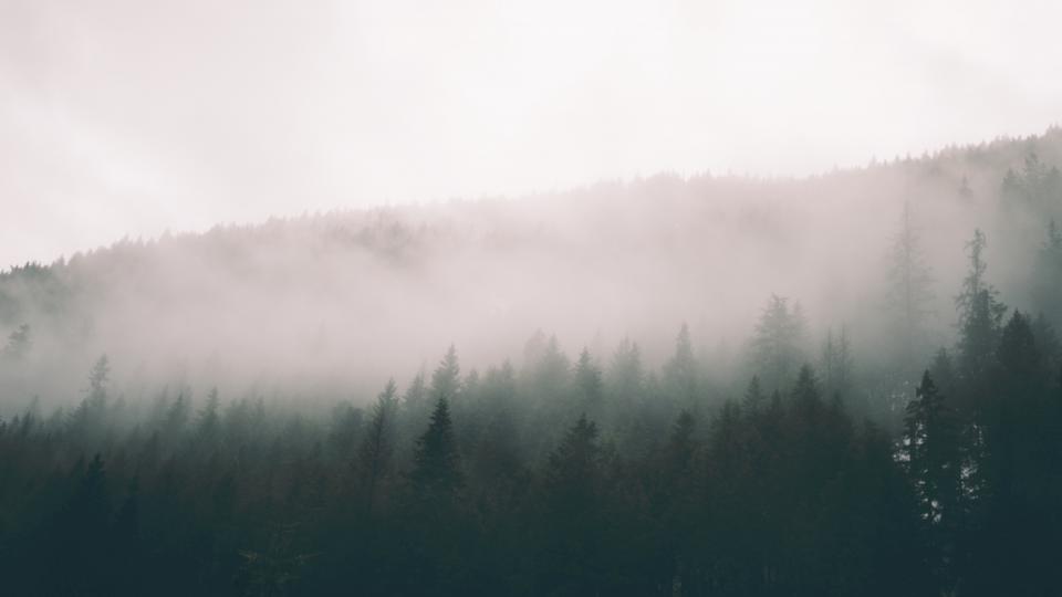 Nature Trees