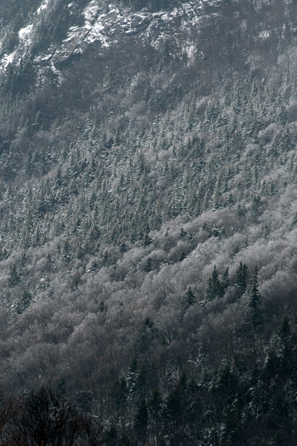 Snow Forest