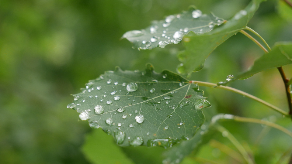 Wet Leaves