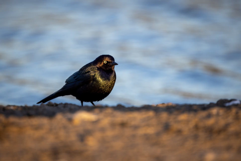 Black Bird