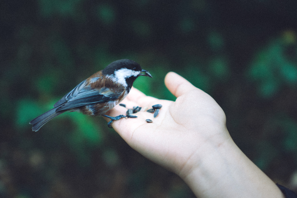 Chickadee Bird