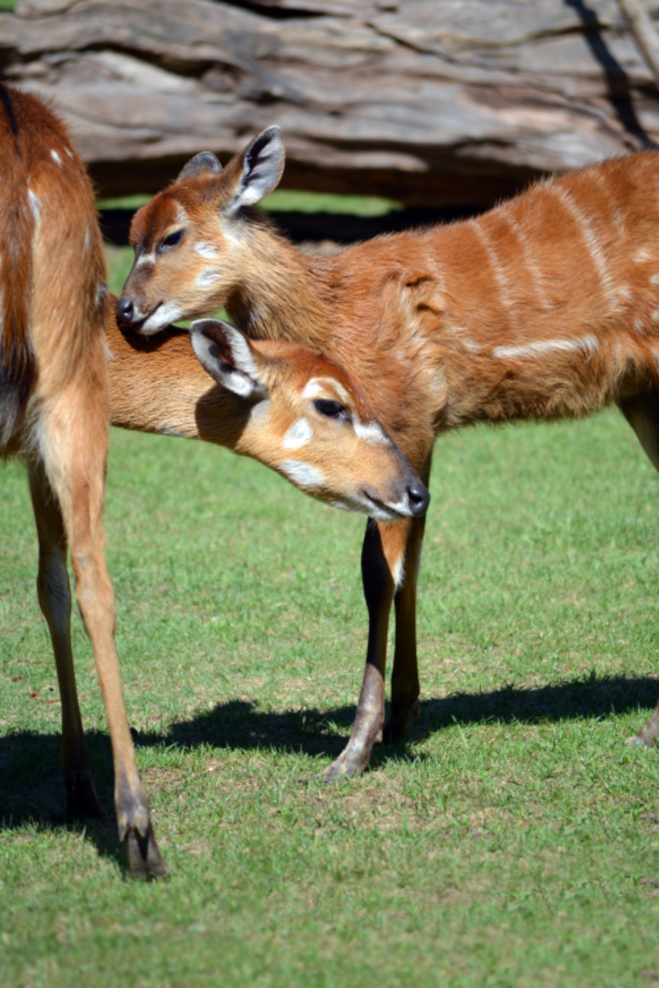 Baby Deer