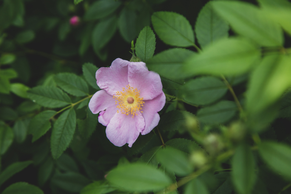 Flower Garden