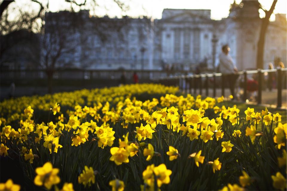 Yellow Flowers
