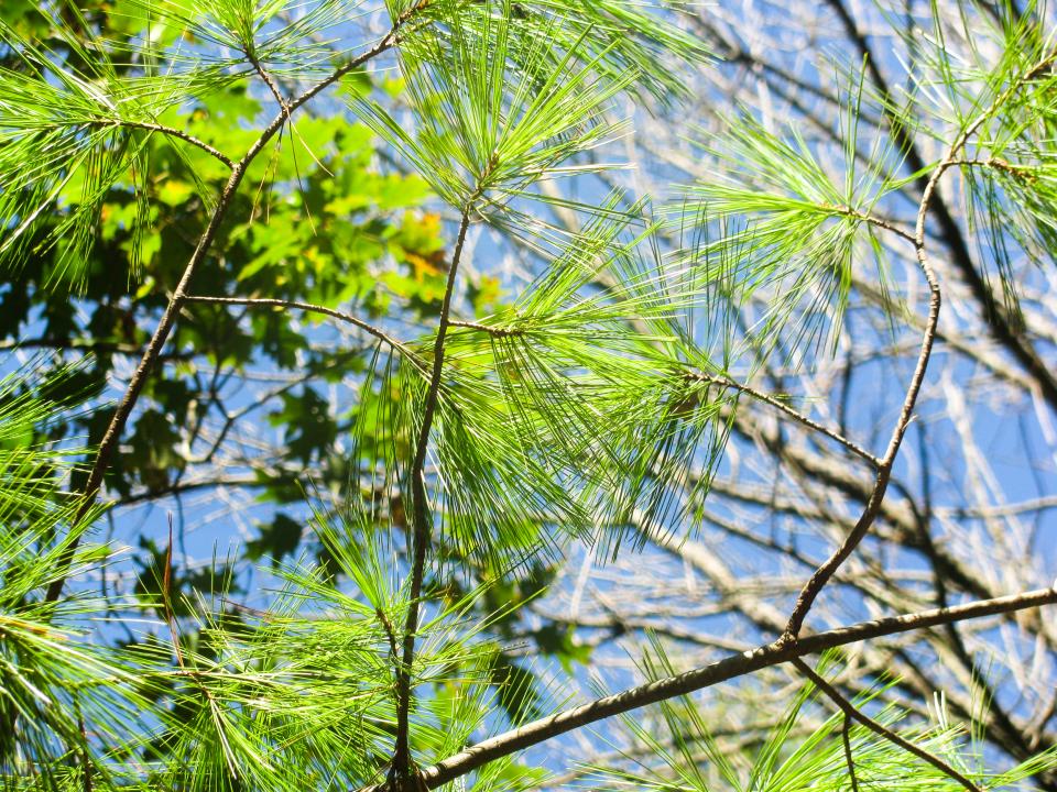 Pines Leaves