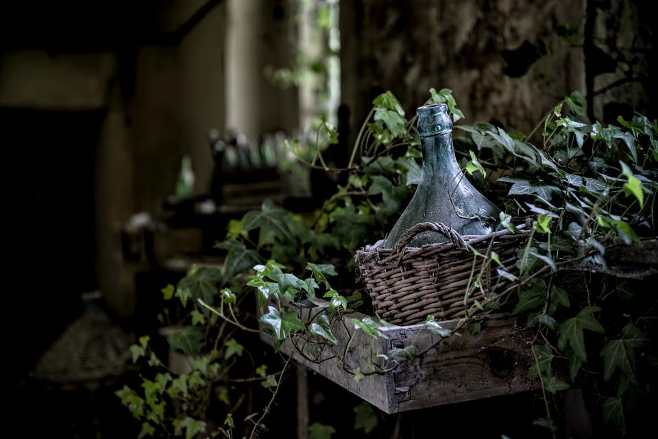 Leaves Vines