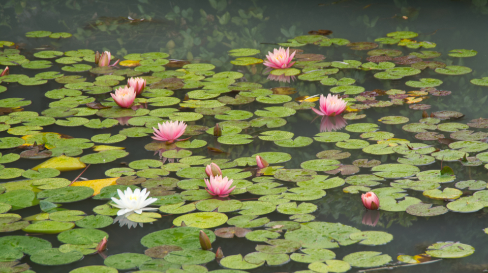 Water Lotus