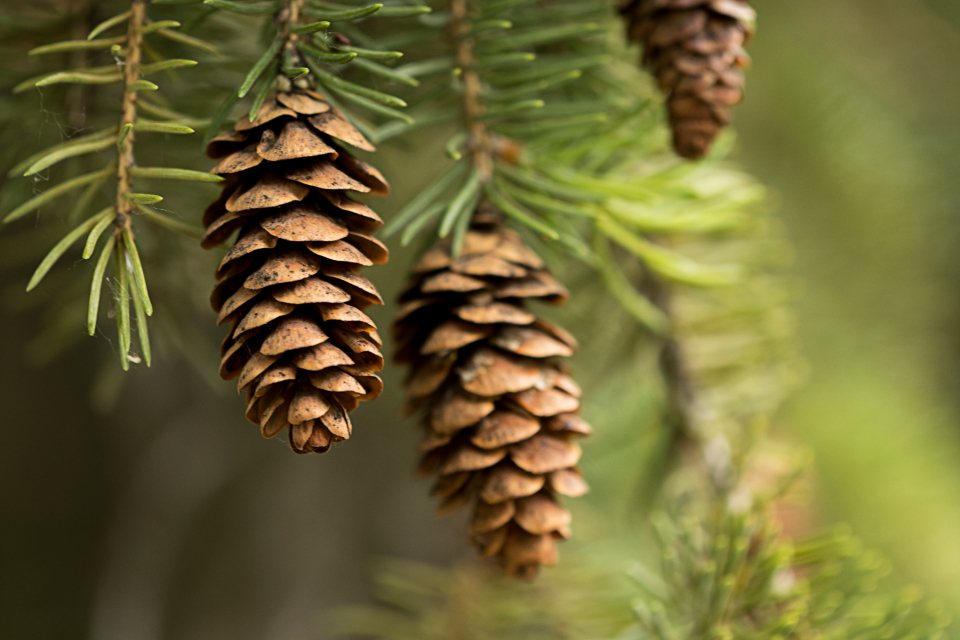 Pine Cones