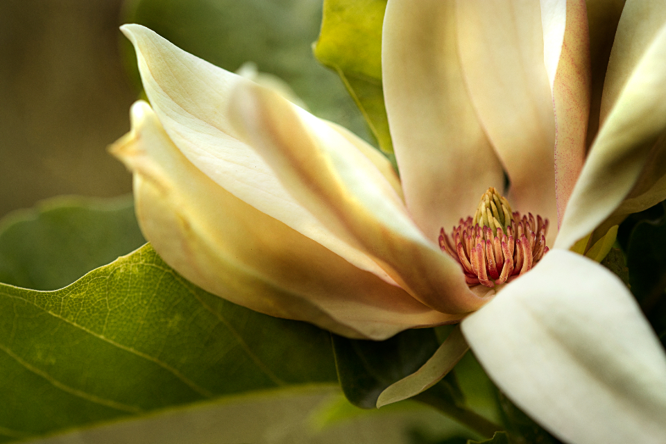 Flower Blossom