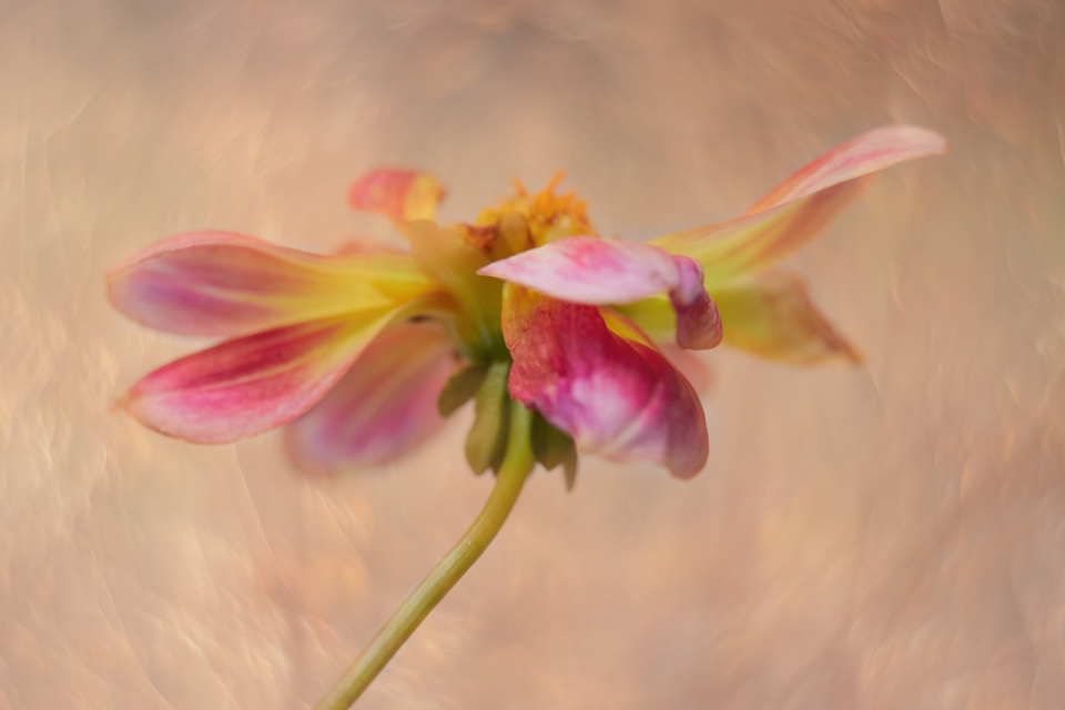 Flower Blossom