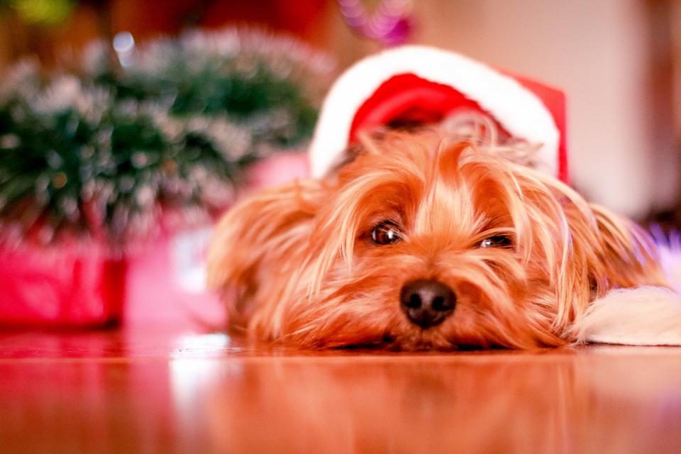 Dog Puppy
