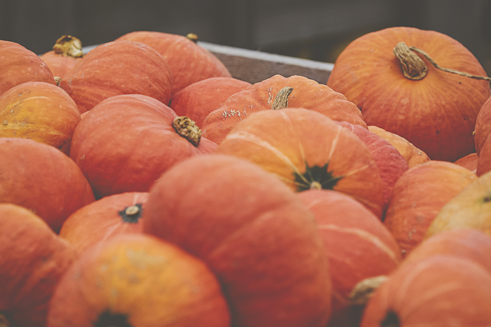 Fall Pumpkins