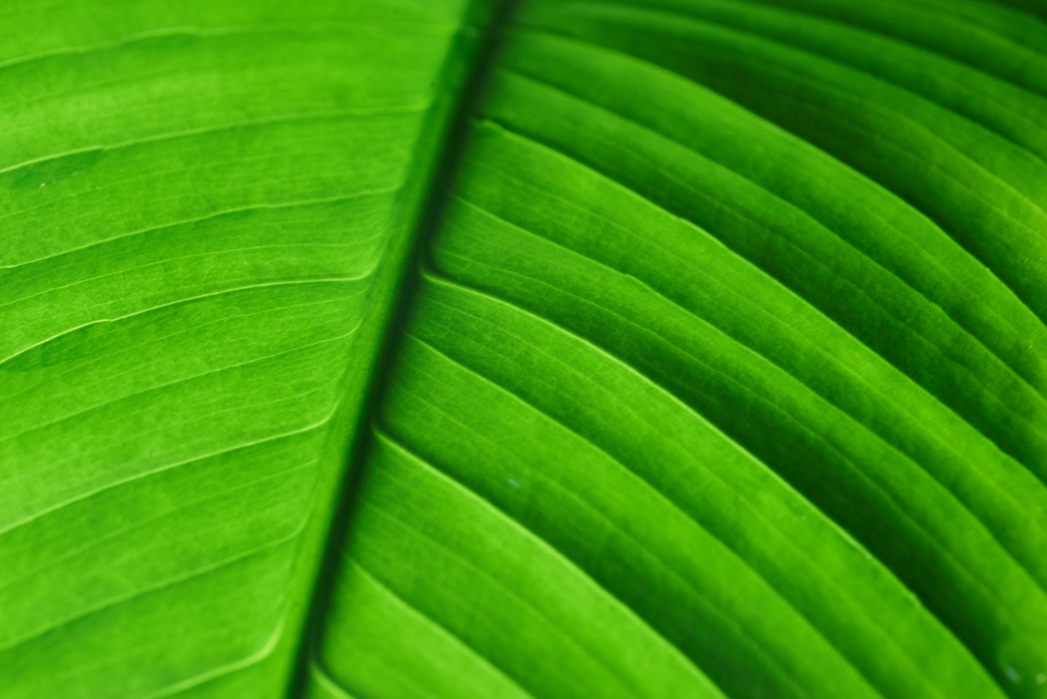 Green Leaf