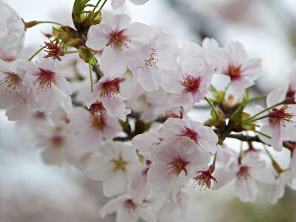 Flower White