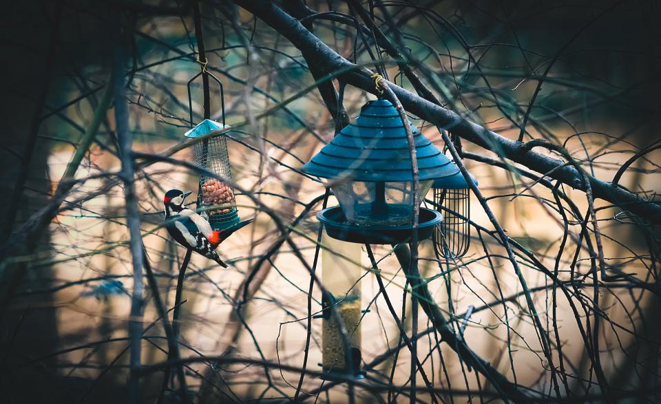 Cage Bird