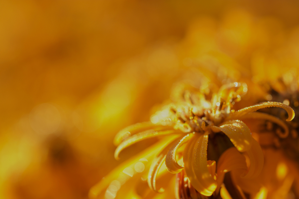 Yellow Flower
