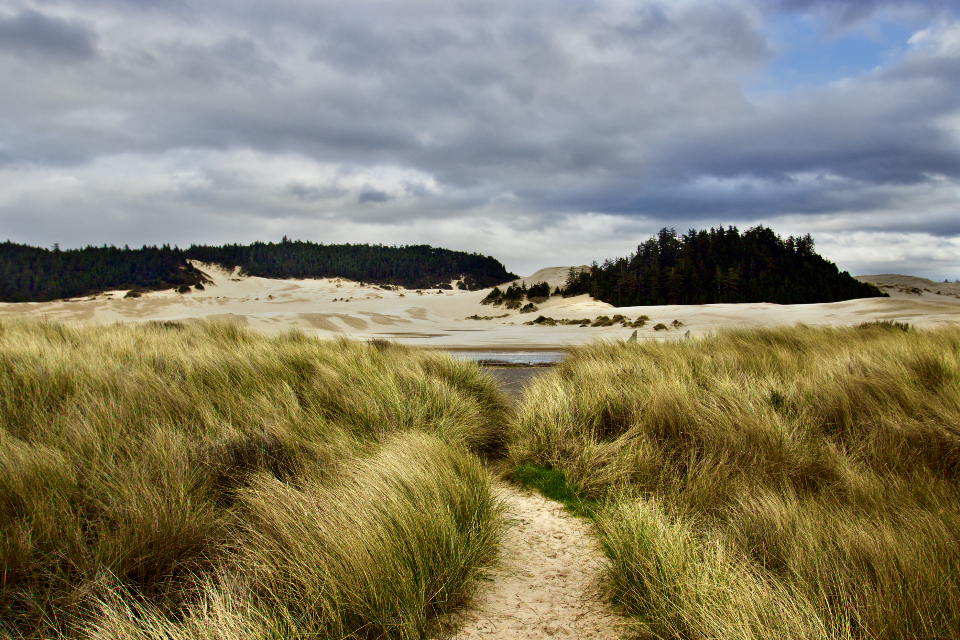 Grassy Landscape