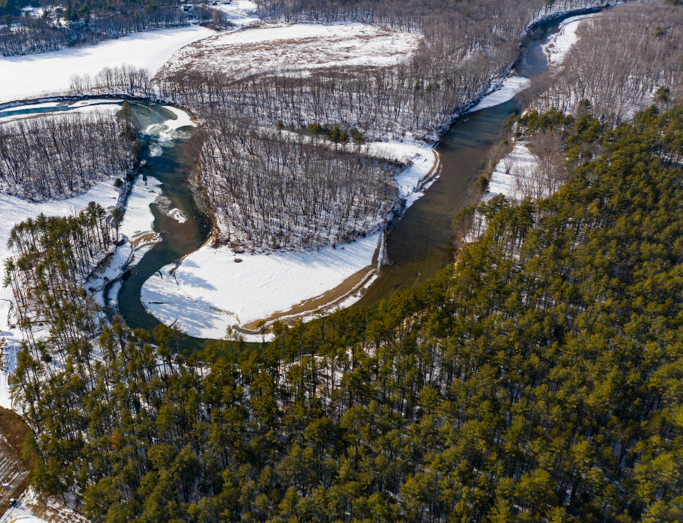 Winter Forest