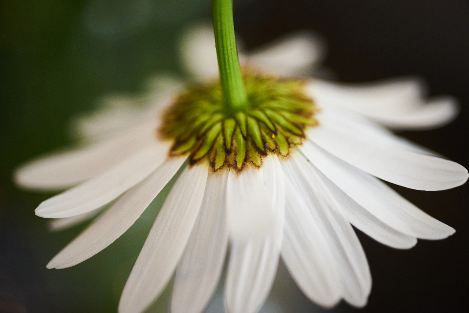 Flower Blossom