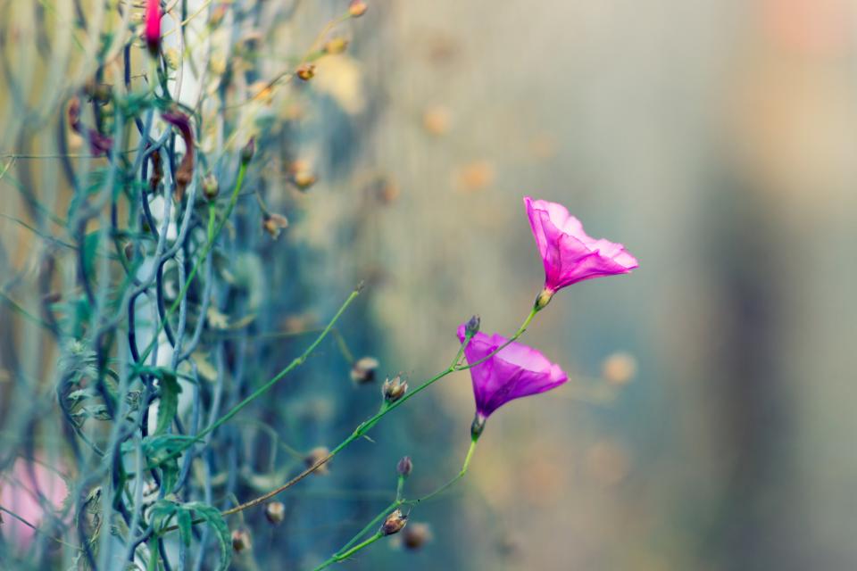 Wire Fence