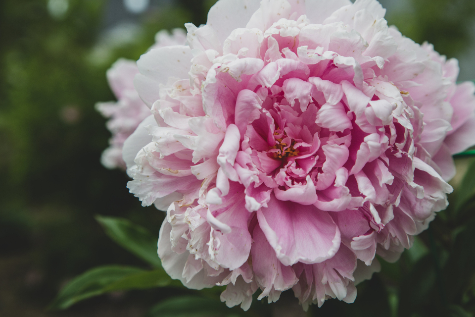Macro Flower